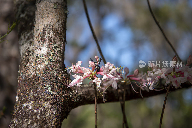 森林中本地杜鹃花丛上的黄蜂