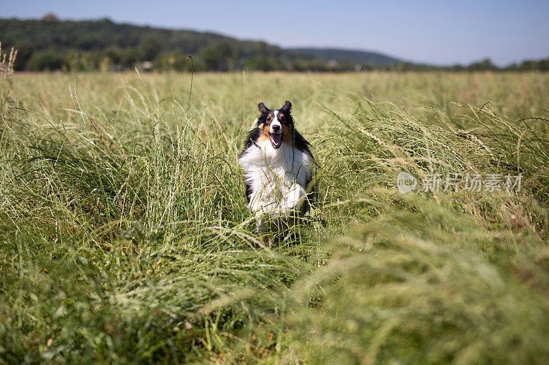 谢德兰牧羊犬跑过草地