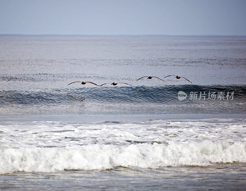 棕色鹈鹕，展开翅膀，巡航海岸线波浪，科尔科瓦多国家公园，哥斯达黎加