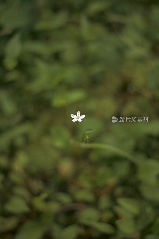 小小的白花在春天盛开，模糊的绿色背景