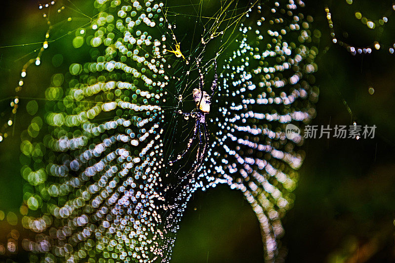 在雨天，水滴突出了美丽的金球蜘蛛网