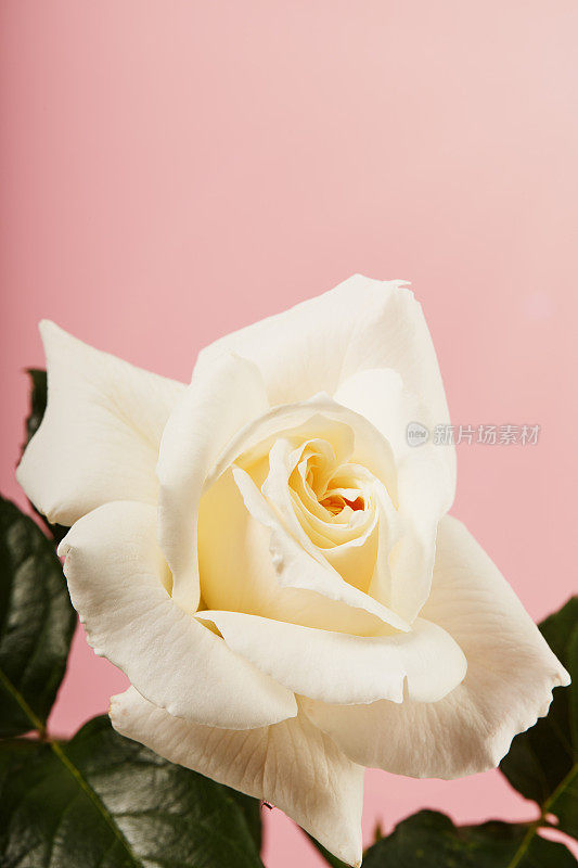 鲜艳的单瓣白色玫瑰花瓣，粉红色背景