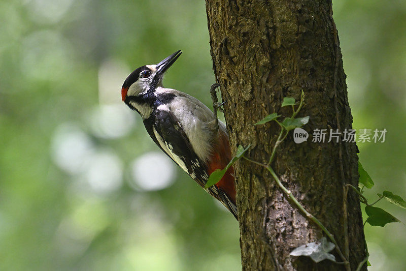 大斑啄木鸟