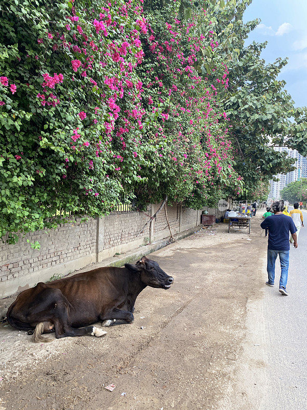 居民区街道上棕色的神圣印度牛形象，神圣的牛躺在路边的墙下，爬满了三角梅，聚焦前景
