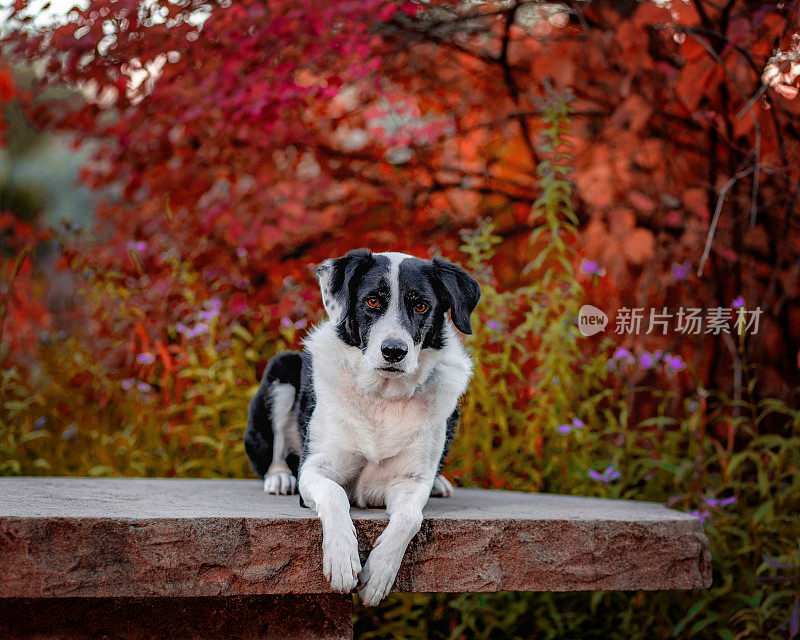 狗在户外