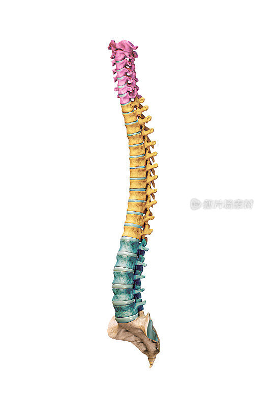 在白色背景3D渲染图中精确显示颈椎、胸椎和腰椎的四分之三前视图或前视图。解剖学的概念。