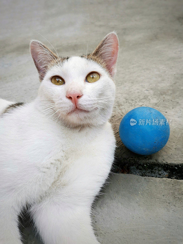 白猫躺在地上，头上放着一个蓝球