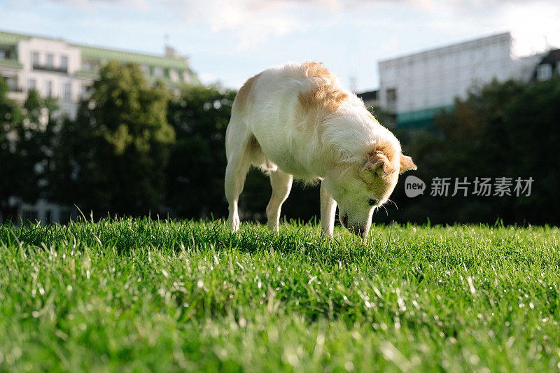 残疾混血狗在公园里玩耍