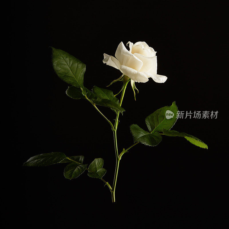 黑色背景下的一朵白玫瑰