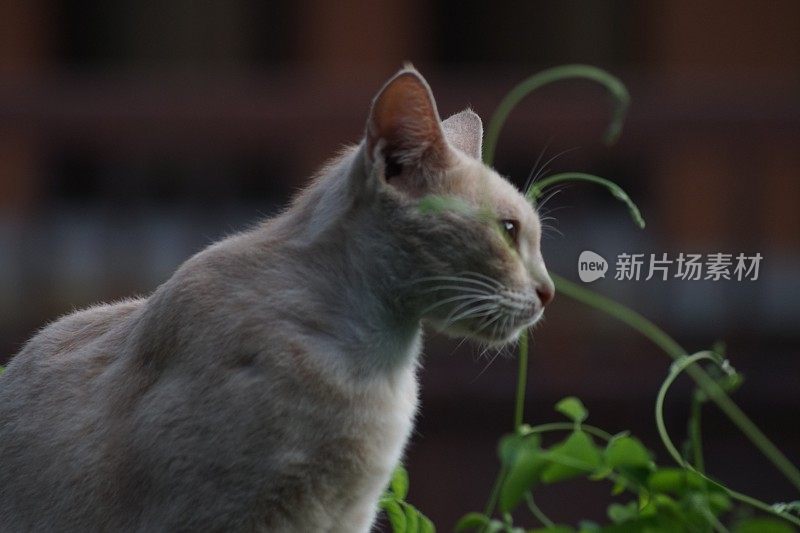 我的橙色宠物猫