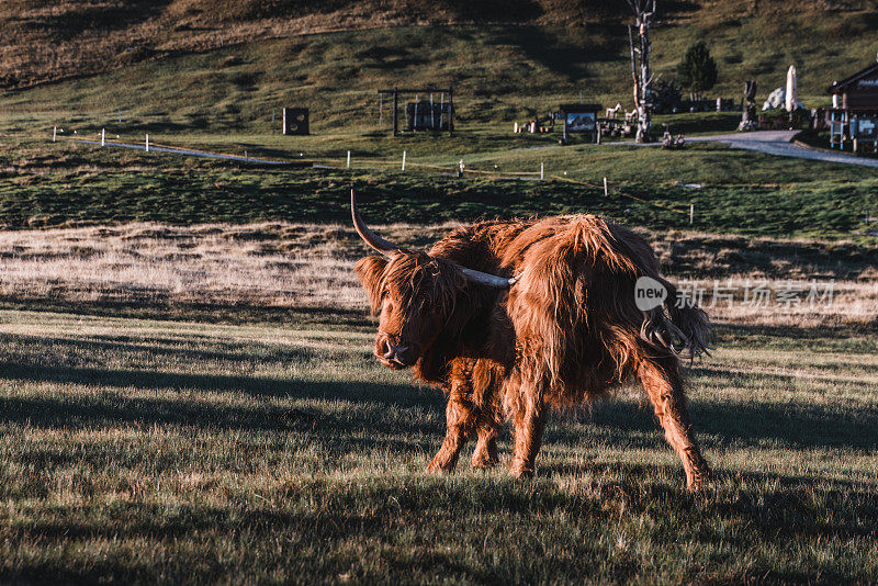 在意大利Dolomites的田野上玩耍的高地奶牛