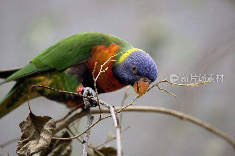 动物园里的澳大利亚彩虹鸟。