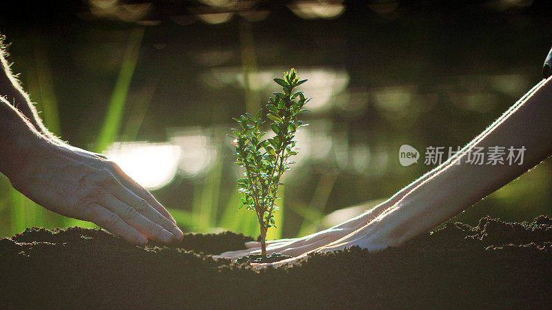 种植幼苗。拯救地球