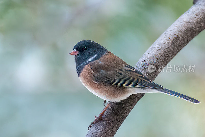 黑眼Junco