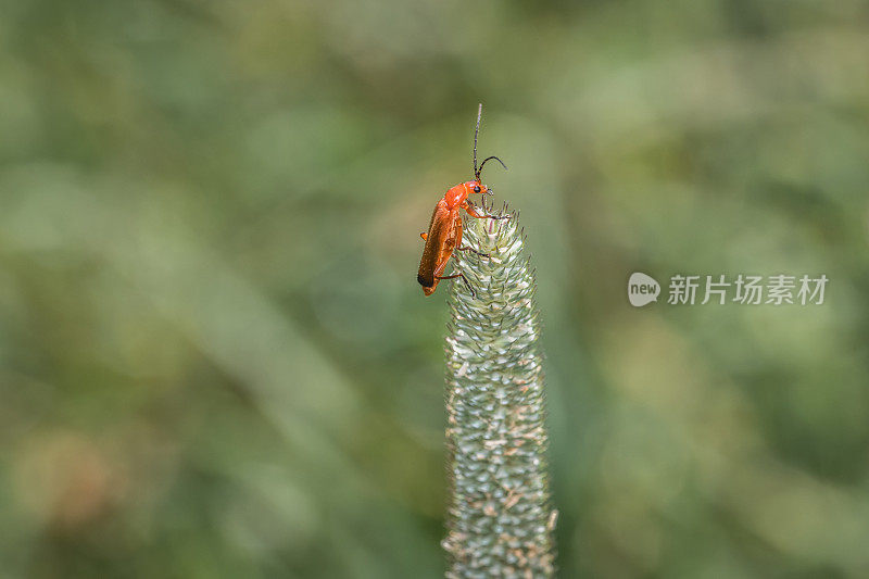 德国，一只棕色、红色、橙色的软体甲虫挂在一个野生花园的草叶茎上