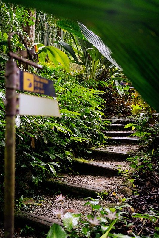 郁郁葱葱的绿色植物在热带丛林森林马来西亚槟城岛