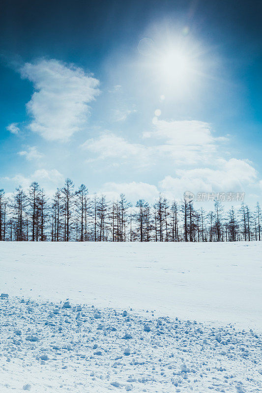 落叶松林在雪山上，碧蓝的天空在比北