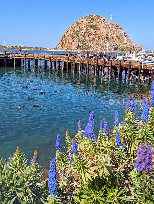 2023年4月，加州莫罗湾的莫罗岩石和渔港码头，海港里漂浮着海獭