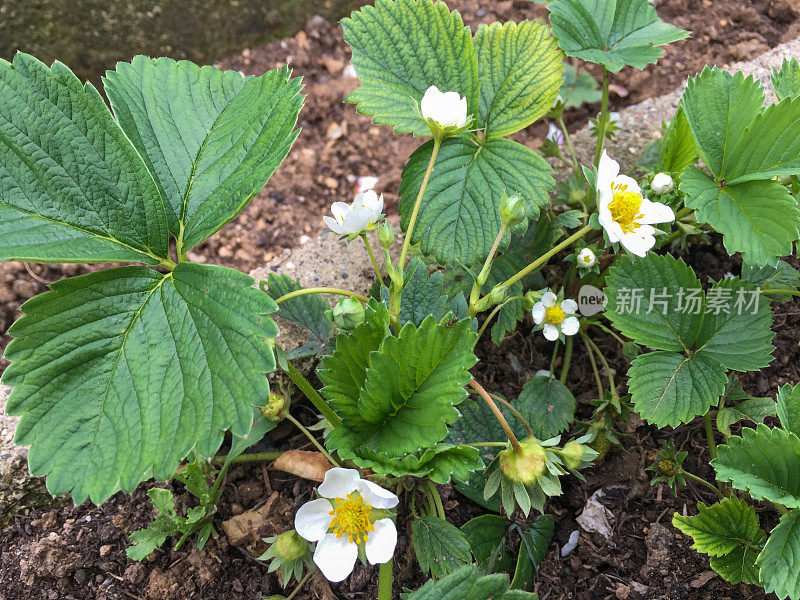 草莓果实和草莓花植物