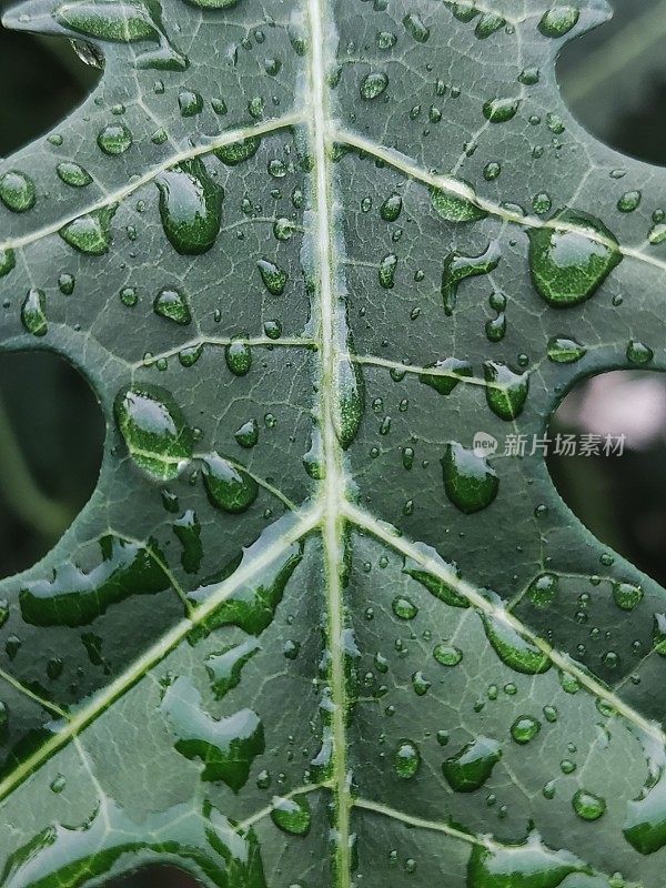 雨滴落在树叶上