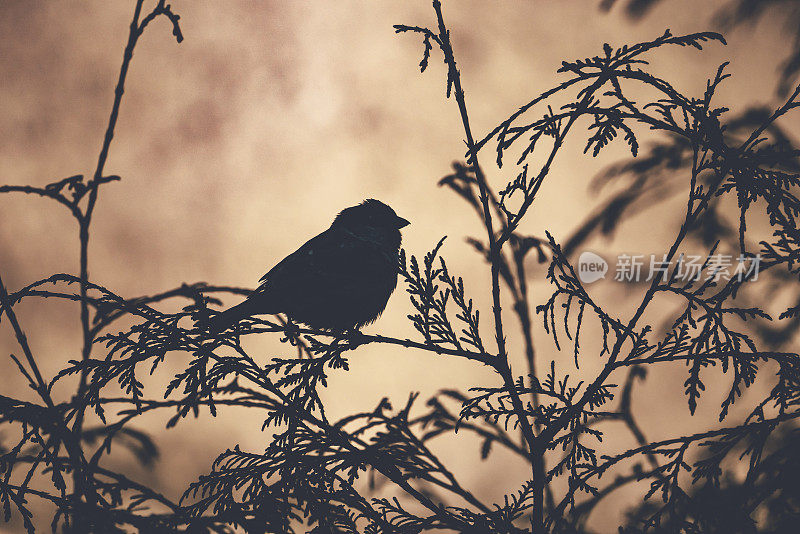 鸟坐在灌木丛中的剪影