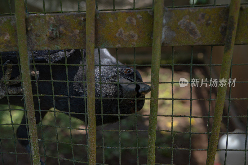 乌鸦栖息在迷你动物园的围墙笼子里。乌鸦正在寻找食物。