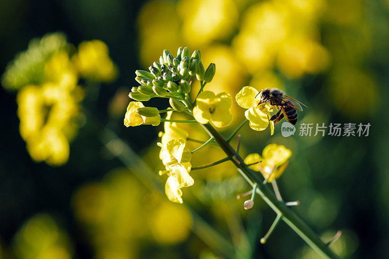 蜜蜂为油菜授粉的特写镜头