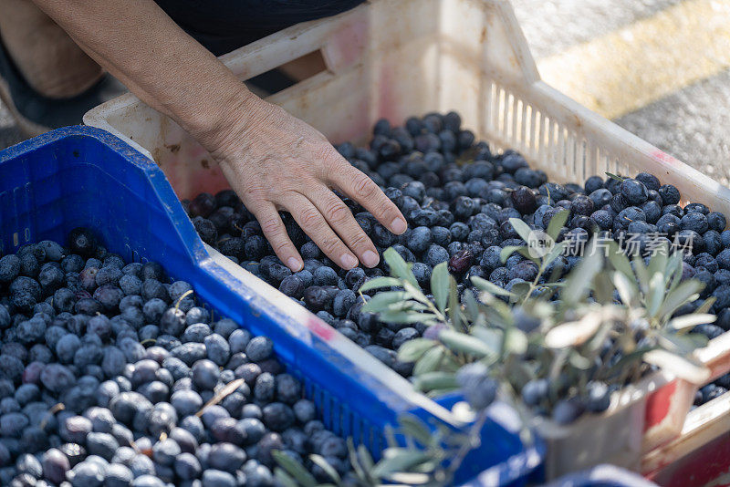 在农贸市场挑选新鲜橄榄的人手照片