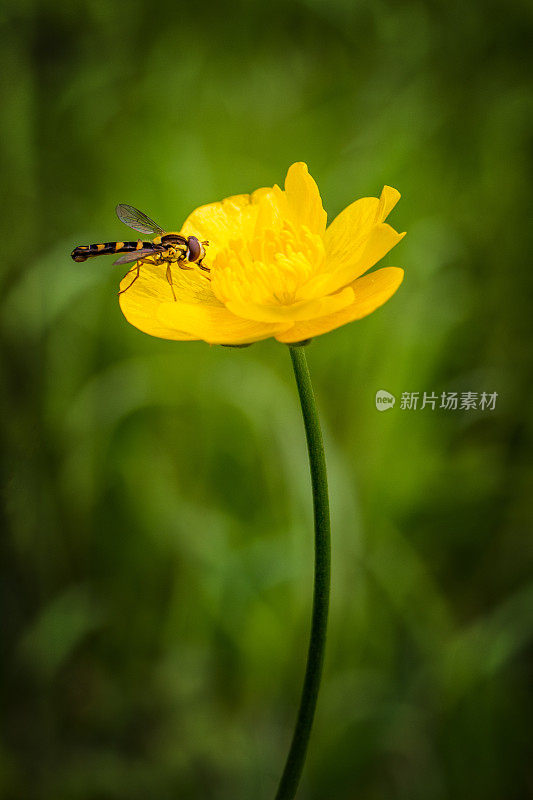 金凤花上的长食蚜蝇。