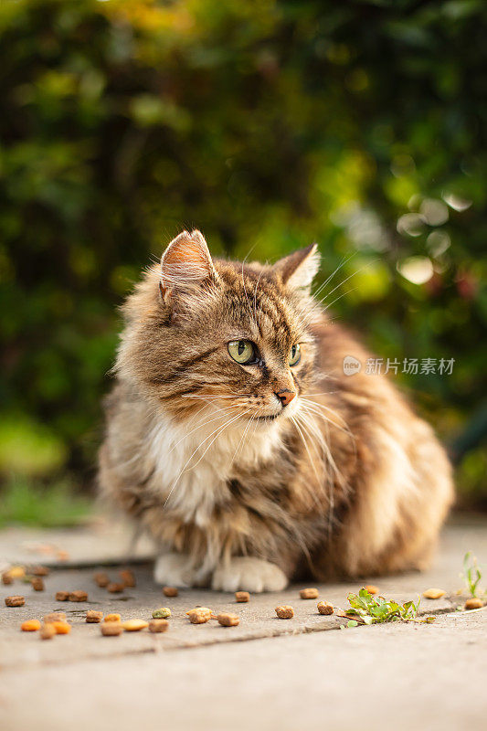 多色的流浪猫站在街中央。