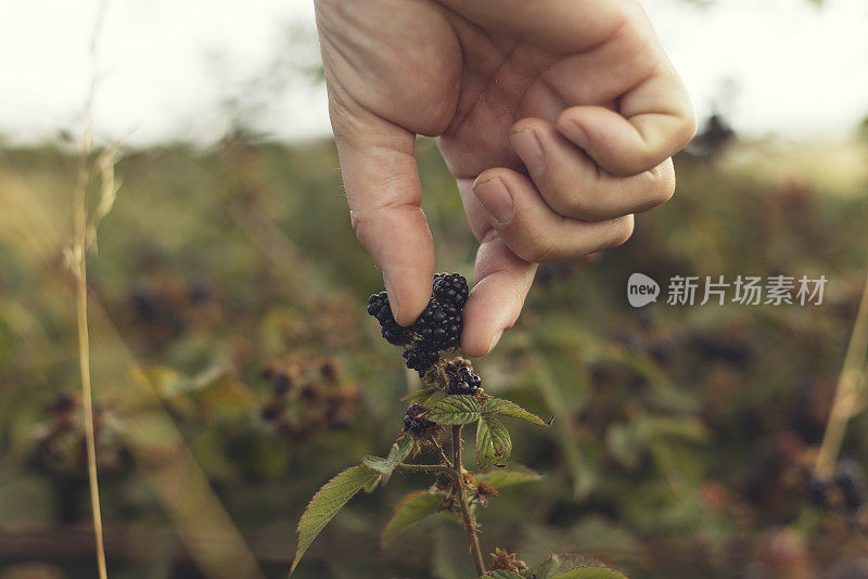 采摘黑莓的男子