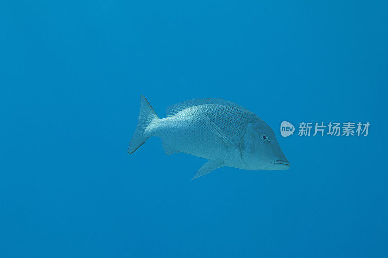 鱼。红海红雀鱼水下海洋生物珊瑚礁水下照片水肺潜水员的观点