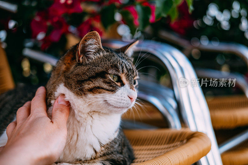 虎斑猫坐在露台上的椅子上