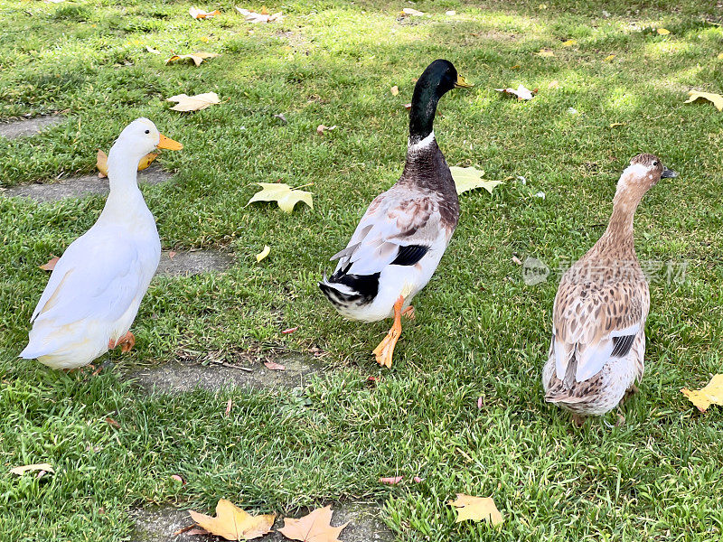 三只鸭子在秋天的花园里