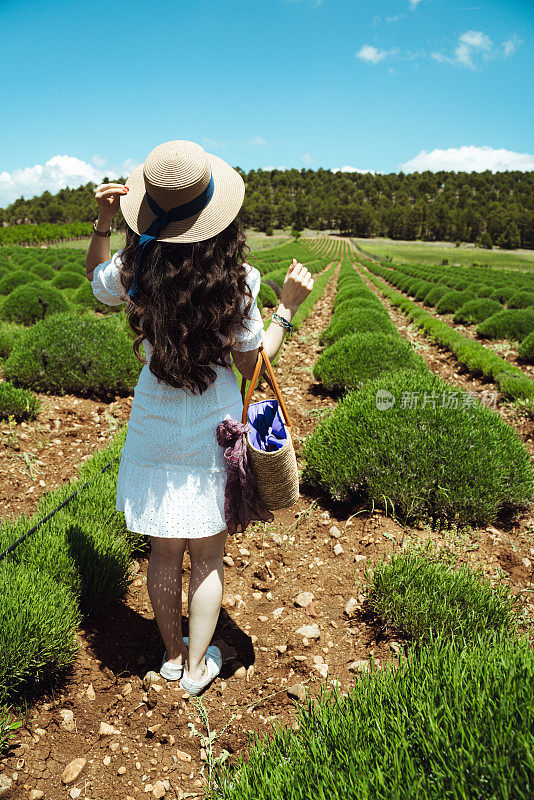 美丽的女人站在绿色的薰衣草花田里