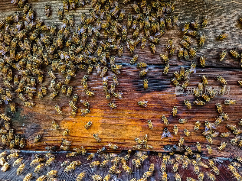 野蜜蜂，蜂蜜