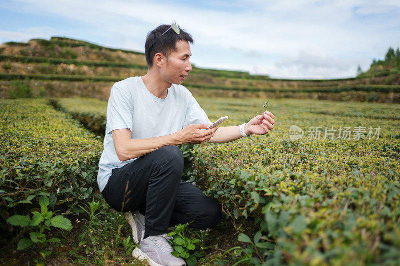 茶园工人