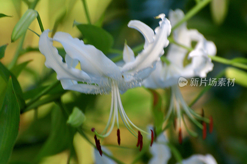 日本百合:精致的百合，有芳香的垂花