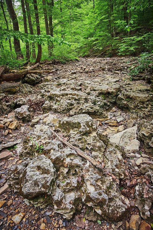 垂直骨干石灰岩河床覆盖着碎石和岩石，郁郁葱葱的绿色森林