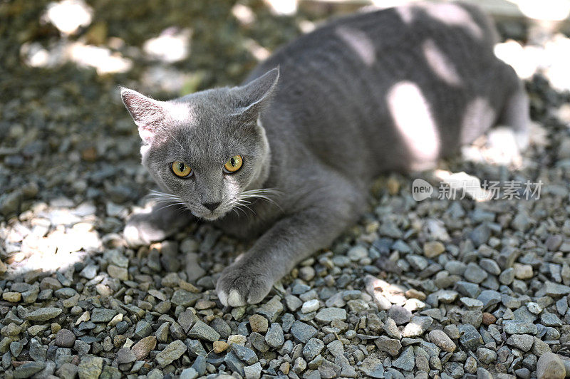 灰猫坐在地上