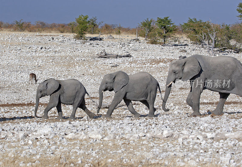 纳米比亚的大象