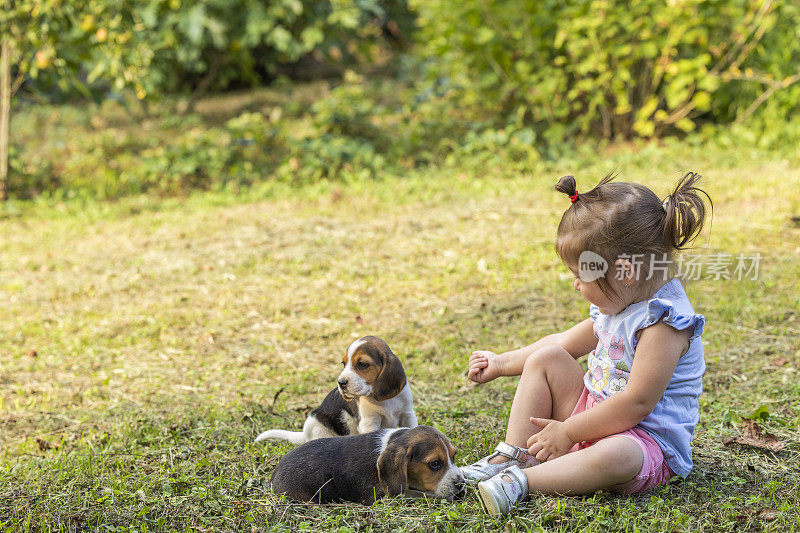 可爱的小女孩用小手叫着小猎犬宝宝一起在草地上玩耍。