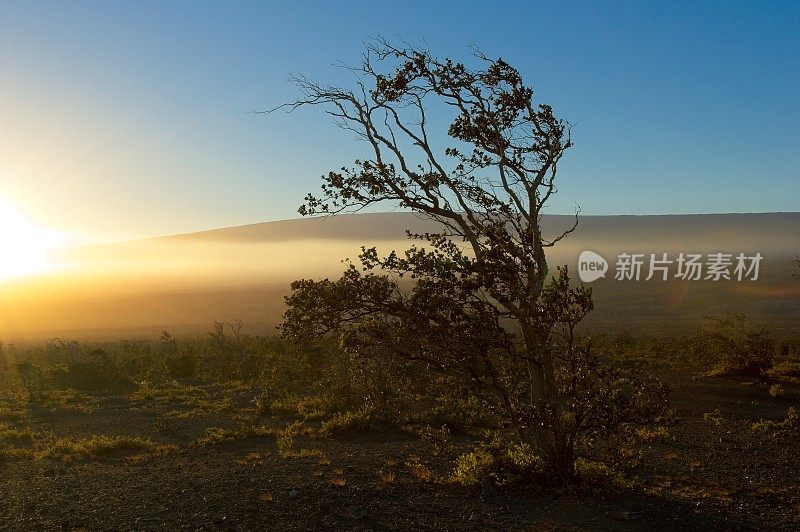 夏威夷火山国家公园火山口边缘稀疏的植被