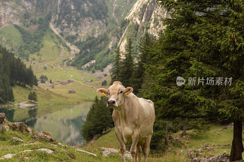 在瑞士阿尔卑斯山吃草的牛，阿彭策尔西部