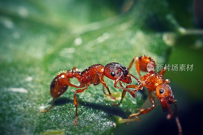 红蚁科普通红蚁昆虫