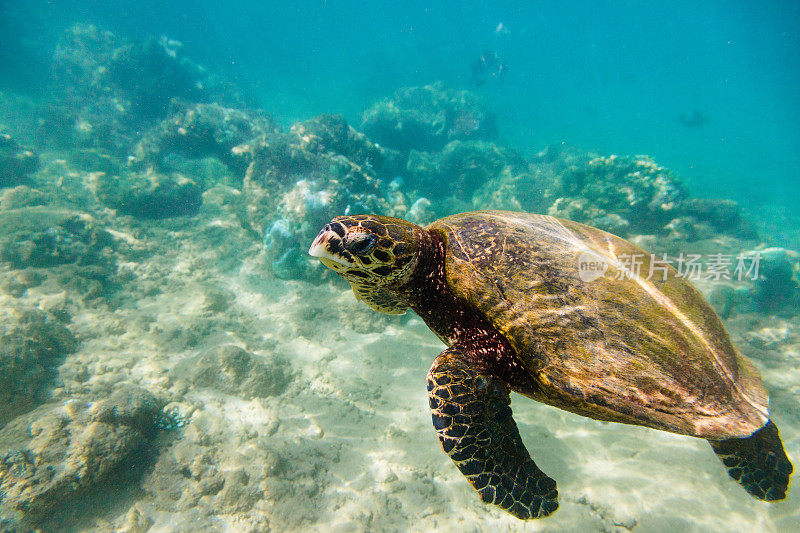 海龟在珊瑚礁附近的海洋中游泳。拍摄于Hikkaduwa。
