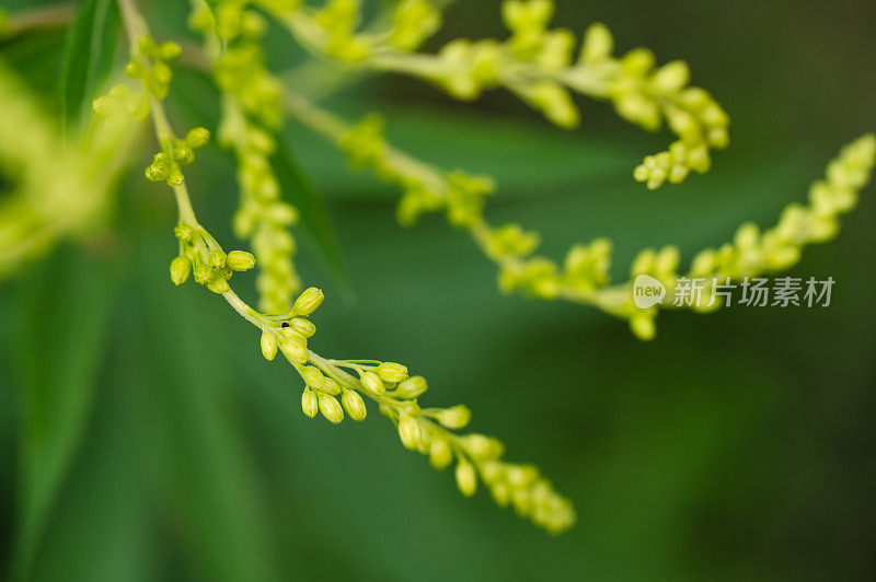 黄花花园背景