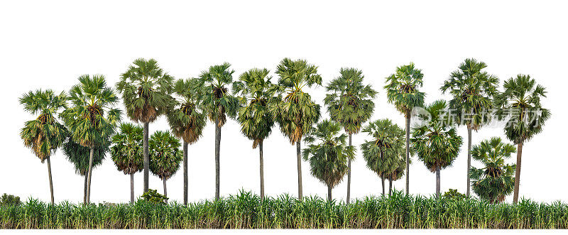 在白色背景上隔离的棕榈树，用于打印和网页，具有剪切路径和alpha通道