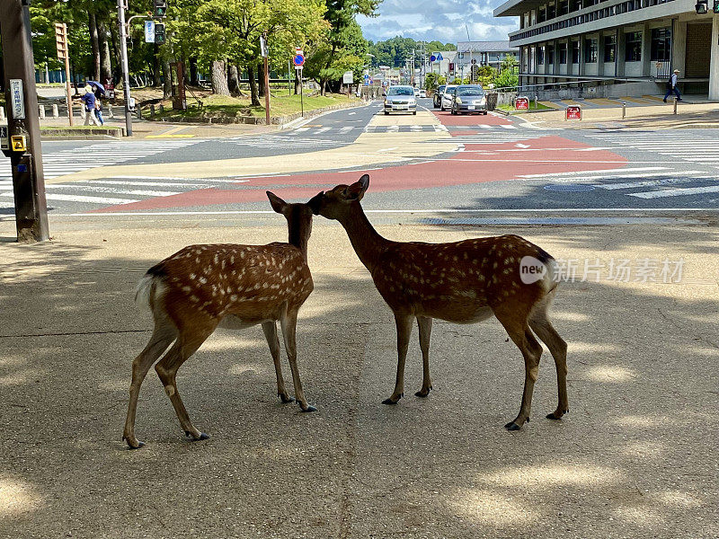 日本-奈良-奈良公园的鹿