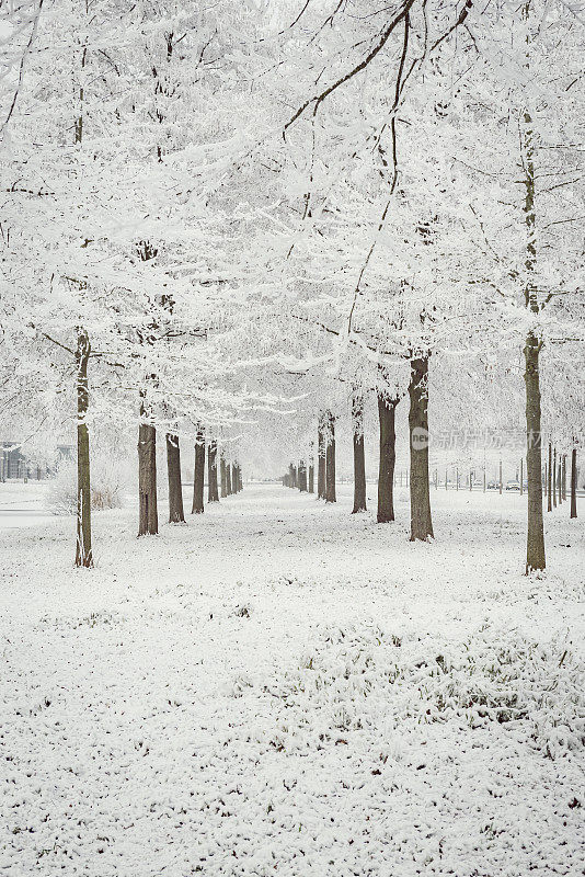 荷兰坎彭城市公园的冬日雪景